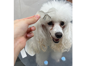生徒が撮影したモデル犬♪ 